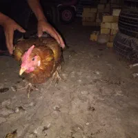 مرغ وخروس