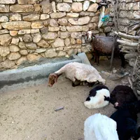 میش و بره