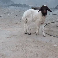 بره شیری