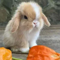 لوپ مینی ترکیش