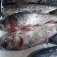 ماهی زمینکن قزل بیگد