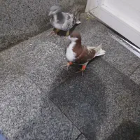 ۲فروشی|پرنده|نیشابور, مازول|دیوار