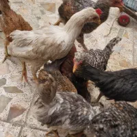 توتک و خروس چی