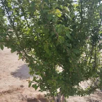 200-متر-باغچه-اقساط-جنب-شهرک-صنعتی-نسیم-شهر