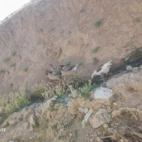 غاز