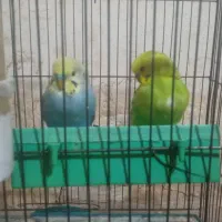 مرق عشق