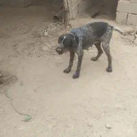سگ شکاری موسیمی ماده با یک بار زایمان موفق