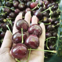 گیلاس درشت شیرین
