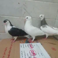 کبوتر یا کفتر رنگی