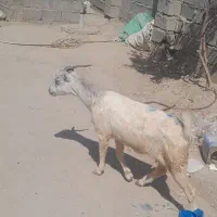 گیسه