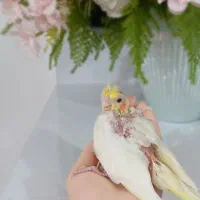 عروس هلندی