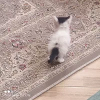 گربه