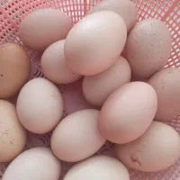 تخم مرغ محلی