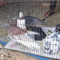 کفتر