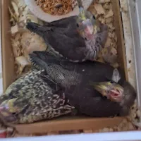 طوطی سرلاکی