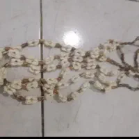 بدلیجات