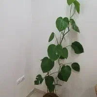 گل  طبیعی شاداب