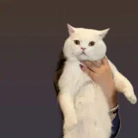 گربه نر