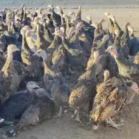 بوقلمون برنز آمریکایی سینه پهن مقاوم به گرما