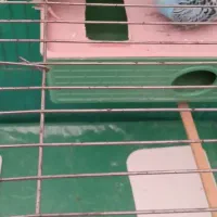 مرغ عشق