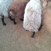 گوسفند بره نر چاق گوشت خالص میش ندارم
