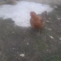 مرغ
