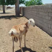 بره قوچی چینی اصیل