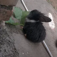 خرگوش