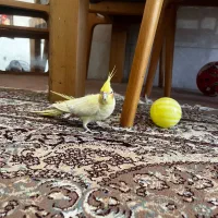 عروس هلندی