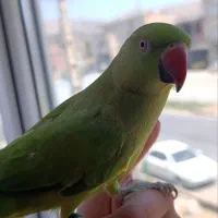 طوطی ملنگو