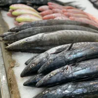 فروش حضوری و آنلاین ماهی صید روز