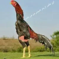 بوقلمو نر.مرغ و خروس