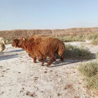 بره نر
