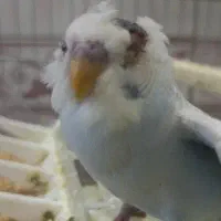 مرغ عشق رایگان