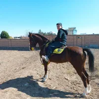 اسب|اسب و تجهیزات اسب‌سواری|زرندیه, |دیوار