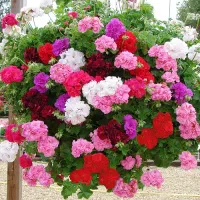 گل شمعدانی در رنگهای مختلف