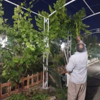 سمپاشی  و باغبانی صفر تا صد ومشکلات باغ