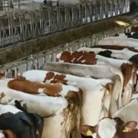 فروش-گاوداری-4500-متری