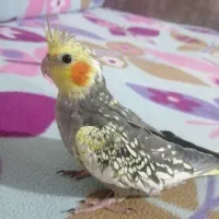 عروس هلندی