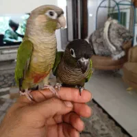 گرینچیک مولد واقعی بشرط