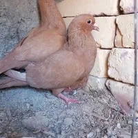 جفت زرد کرمانی با جوجشون عروسک هستن