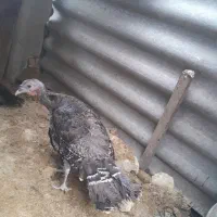 بوقلمون ماده سالم سرحال