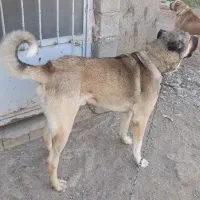 واگذاری سگ
