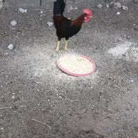 جوجه خروس