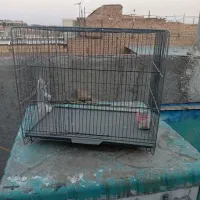 فروش فوری قفس