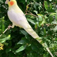 ماده اشعل سیاه