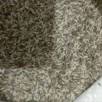 فروش بذر کاهو