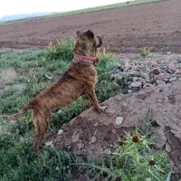 سگ نر
