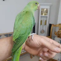 جوجه ملنگو اورجینال ماده پر زرد جوجه داده پنج تخم