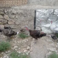 دو عدد بوقلمو چاق و سرحال موجوده